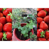 ANOR - Japanese Sweet Charlie Strawberry Sapling(Lowland)/ Anak Pokok Strawberi Tanah Rendah JSC