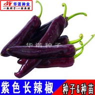 蔬菜種子 種籽特色尖椒薄皮辣椒籽進口紫美人紫紅尖辣椒彩椒菜種子 種籽hn