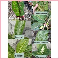 【Hot】 Take-All Seven Aglaonema Varieties - Live Plant