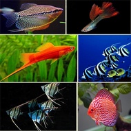 Aquarium 660ML Freeze Dried Artemia Shrimp Tropical Small marine fish Discus Food Tetra Betta Guppy 