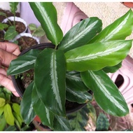 ✘▬Calathea Urdunata Live Plants for Indoor/Outdoor