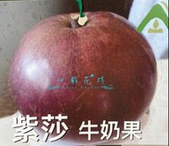 心栽花坊-紫莎牛奶果/4吋/牛奶果/嫁接苗/水果苗/售價500特價400
