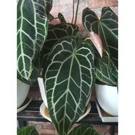 Anthurium Dark Form 1