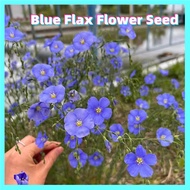 อัตรางอกสูง!! Blue Flax Flower Seeds for Planting (บรรจุ 100 เมล็ด) บอนสีหายาก ดอกไม้ เมล็ดพันธุ์ บอ