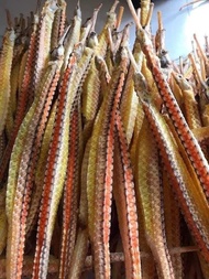 NAGA LAUT KHASIAT SAMA SEPERTI KUDA LAUT