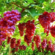 ต้นองุ่น ผลสีแดง ไร้เมล็ด พันธุ์ รูบี้ซีดเลส Beauty Seedless (Ruby Seedless) เป็นองุ่นไม่มีเมล็ด ผลสีดำ รสชาติหวาน กรอบ อร่อย จัดส่งในถุงสีดำ ขนาด 6 นิ้ว ลำต้นสูง 35-45 ซม สินค้าจัดส่งตามภาพ ภาพถ่ายจากทางร้าน รับประกันการจัดส่งแลพแพ็คหีบห่อให้อย่างดี