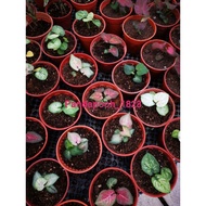 CALADIUM MIX (RANDOM CHOOSE) [READY STOCK]