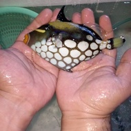 ikan hias laut triger kembang L