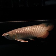 Baru Ikan Arwana Golden Red 40 Up Dan Jardini 40 Up Sehat Ajib