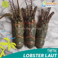 PROMO!! Lobster Pakistan Fresh - Lobster Laut Segar 1kg isi 4-5 Ekor