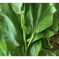 Fresh/ Dried Mulberry Leaves Aquarium Needs