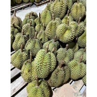 Buah Durian Montong / Monthong Palu Fresh Utuh 1 Kg - 6 Kg