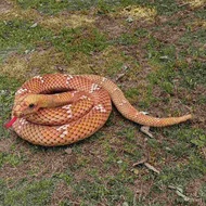 Snake Simulation Snake Snake Doll Snake Doll Snake Snake Doll Snake Toy Simulation Snake Zoo Animal 