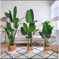 *READY STOCK*PREMIUM ARTIFICIAL BANANA LEAF/POKOK PISANG VIRAL