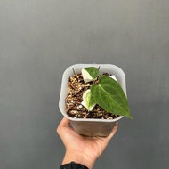 tanaman hias Anthurium Papillilaminum Variegata mewah 37kk