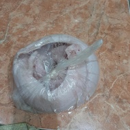 daging ular sanca mentah asli