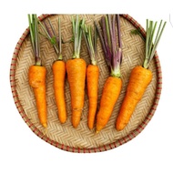 Fresh Carrot Dalat