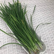 25  Benih Bawang Kucai STARO -MG