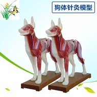Dog Acupuncture Model Dog Body Anatomy Model Animal Anatomy Model Animal Dog Dog Acupuncture Model