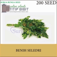 Benih Sayur Seledri Jumbo