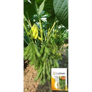CROP POWER: 200 GRAM Edamame seeds / Benih Edamame Jepun