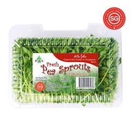 Kin Yan Fresh Pea Sprout