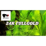Plants for Guppy Aquarium 1M-2F 24K FULLGOLD Trio