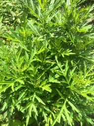 新鮮 艾草 野生 自然農法種植 (只有少量