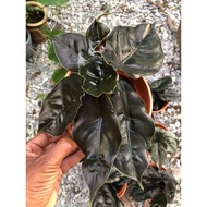 Alocasia azlani/ infernalis/silver dragon//rivesa hannah