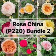 H2O - Rose China [Bundle 2] Live Pick or Random Live Plant