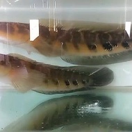 ikan channa maru ys kurleb 40 cm