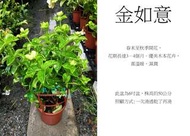 心栽花坊-金如意/紫蟬/6吋盆/觀花植物/蔓性/藤本/爬藤/售價150特價120