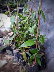 Bibit vanili / tanaman vanili / pohon vanili