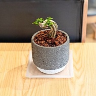 壽娘子小盆栽 5寸磨石子陶瓷花盆 桌上型室內植物推薦
