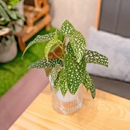 白冰秋海棠 免澆水盆栽 室內植物 觀葉植物 禮物 辦公室小物