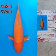 ikan koi import jepang sakai benigoi 57cm sertifikat