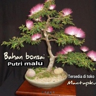 BEST SELLER Bahan bonsai putri malu viral/bonggol @omley46