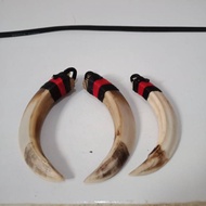 Pig Fangs 8cm Real Grain