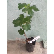 Hot🔥 Anak Pokok Anggur Dixon