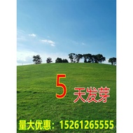 Four Seasons Evergreen No-Prune Lawn Grass Seeds Slope Protection Soil Consolidation Rye Grass Carpe