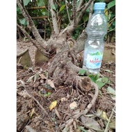 Bahan Bonsai Kimeng (Bonggol)