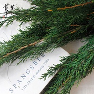 Immortal Flower Hinoki Cypress Cypress Pine Branch Christmas Cypress Natural Plant Home Decoration F