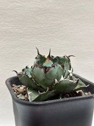有根株-控養靚型藍鯨/藍球嚴龍 Agave Titanota Blue Whale/ Black and Blue龍舌蘭 多肉 塊根植物 caudex橄欖 乳香 象牙宮 象漆