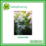 Scarlet Kale / Russian Kale - *Seeds from SG*