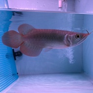 READY Arwana super red semi short body ssb sr sb Arowana chili blood