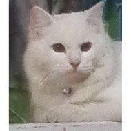 Clover Clover Clover