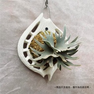 星谷Light Forest  鸚鵡螺M 水泥植板 米白 鹿角蕨 上板 聖誕禮物