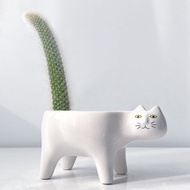 Monkey Tail Post Nine-Tailed Fox Cat Tail Art Flowerpot Desktop Green Plant Cartoon Cactus Plant New