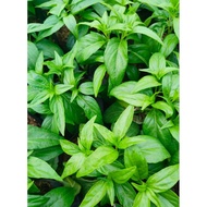 serpentina plant seeds(20 seeds) for planting