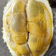 TIADA COD Pokok Durian Tupai King D214 Saiz Besar